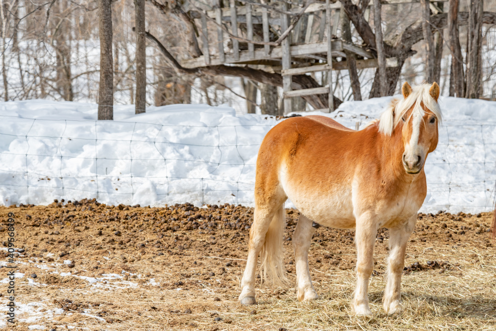 Fototapeta premium Horse in a field winter setting landscape