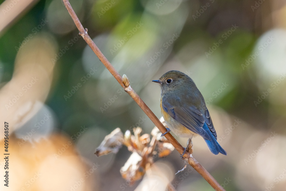 custom made wallpaper toronto digitalルリビタキ