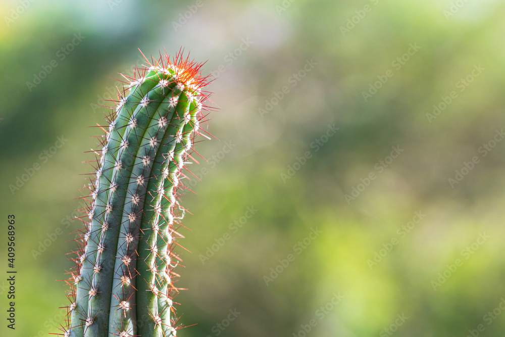 Close up cactus on nature green background. Natural design concept.