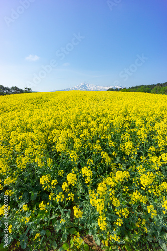 春の鳥海山と菜の花畑 © zikko2020