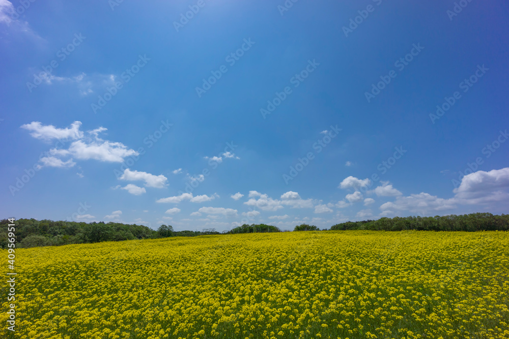 Obraz premium 春の青空と菜の花畑