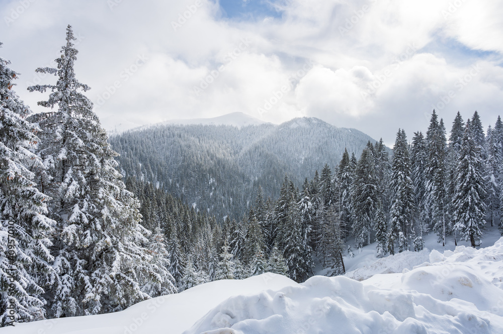 Sunny view over white winter landscape in the Romanian Carpathian mountains with snow