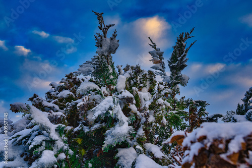 Nadelbaum im Winter photo