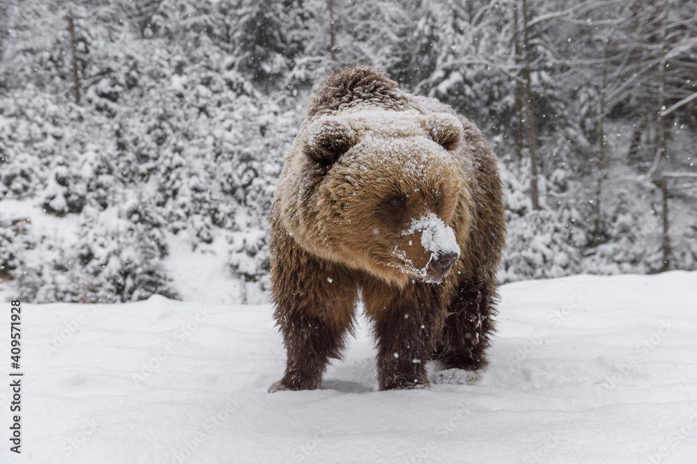 Close wild big brown bear in winter forest Close wild big brown bear in winter forest