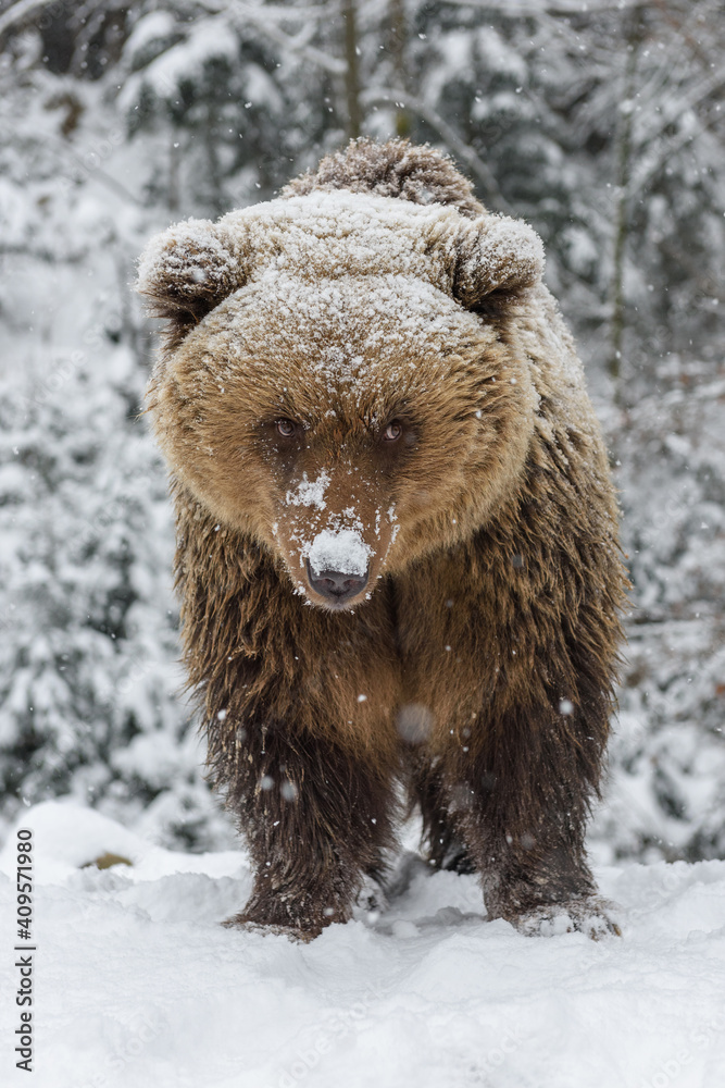 Fototapeta premium Close wild big brown bear in winter forest