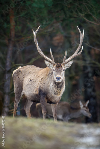 Majestic red deer stag in forest. Animal in nature habitat