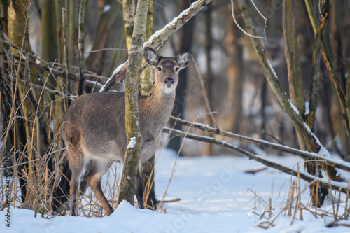 Fototapeta Naklejka Na Ścianę i Meble -  Close young majestic red deer in winter forest. Cute wild mammal in natural environment