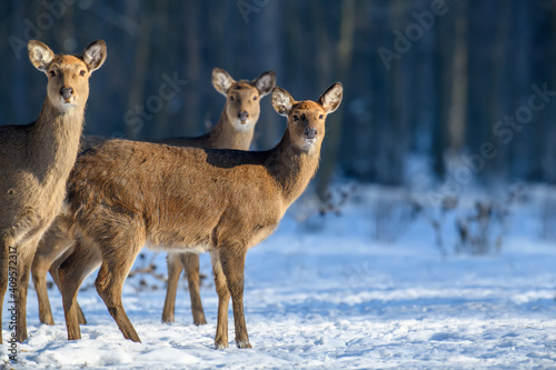 Close three young majestic red deer in winter forest. Cute wild mammal in natural environment