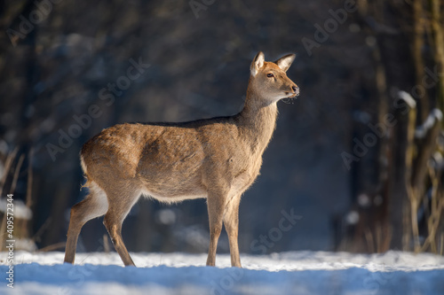Close young majestic red deer in winter forest. Cute wild mammal in natural environment