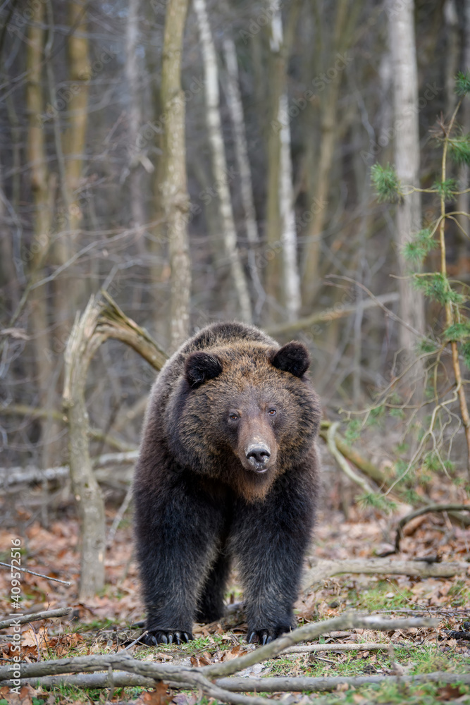 Close wild big brown bear portrait in forest. Danger animal in nature habitat Close wild big brown bear portrait in forest. Danger animal in nature habitat