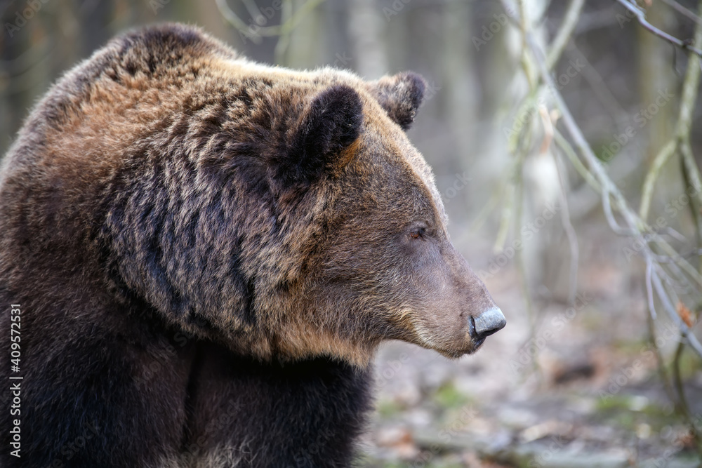 Close portrait wild big brown bear portrait in forest. Danger animal in nature habitat Close portrait wild big brown bear portrait in forest. Danger animal in nature habitat