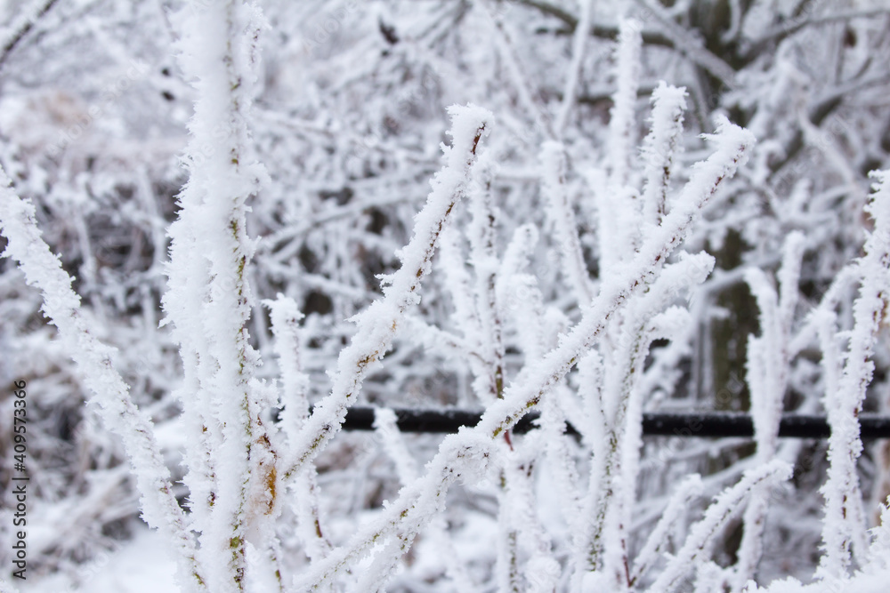 Snow-covered winter steppe during fog. Trees and grass covered with frost Snow-covered winter steppe during fog. Trees and grass covered with frost