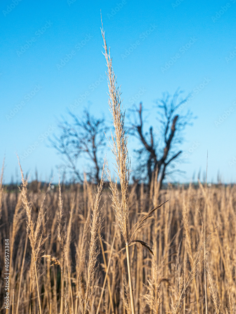 Obraz premium tall grass and blue sky