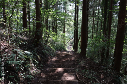 森の中の登山道 