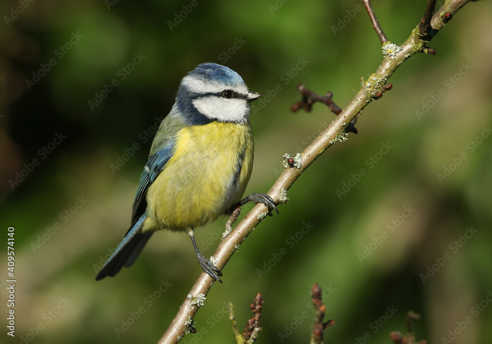 A Blue Tit, Cyanistes caeruleus, perched on a branch of a tree. A Blue Tit, Cyanistes caeruleus, perched on a branch of a tree.