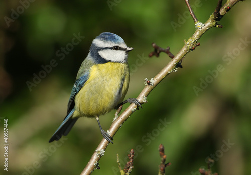  A Blue Tit, Cyanistes caeruleus, perched on a branch of a tree.