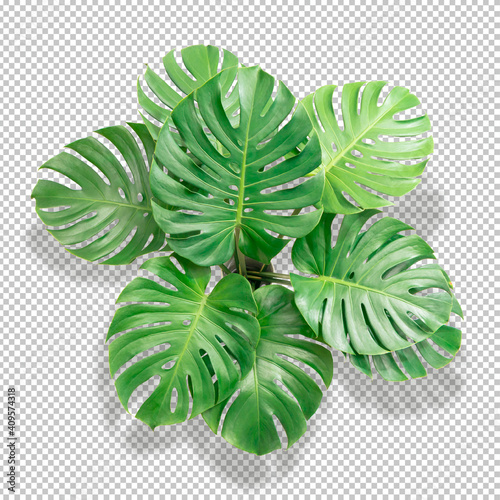 Bush Green Monstera leaf isolated transparency white background.Tropical leaves object clipping path
