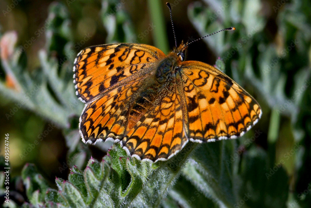 Obraz premium Melitaea deione on a little mountain creek at Guadalajara, Spain 08-02-2018