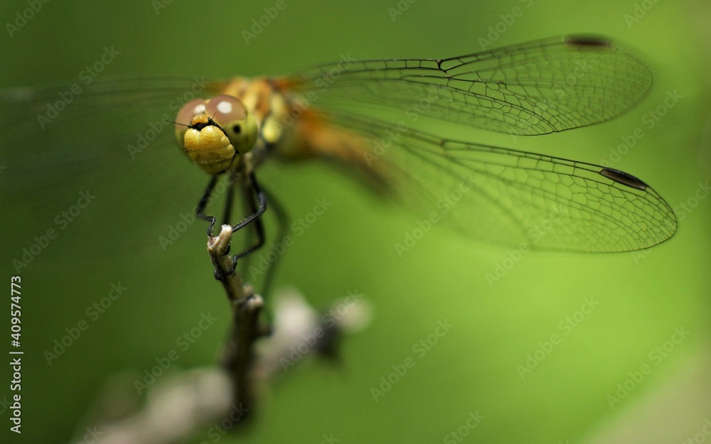 Dragonfly on a little mountain creek at Galicia, Spain 10-31-2020 Dragonfly on a little mountain creek at Galicia, Spain 10-31-2020