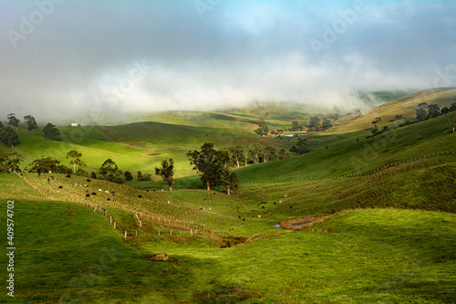 dairy cows feeding on grass in rolling hills photo