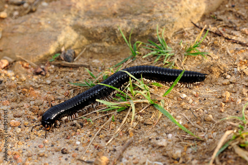 Bild auf Leinwand Schnurfüßer, Tausendfüßer // Millipede - Sri Lanka