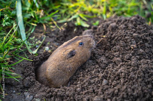 Valley Pocket Gopher (Thomomys bottae) emerging from the burrow.  photo