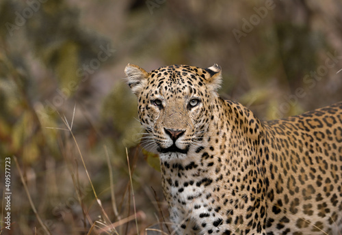 indian leopard on the ground
