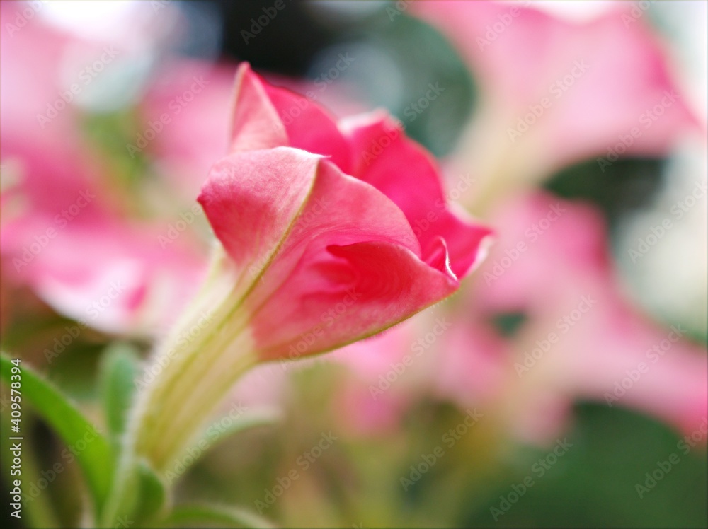 close up of pink flower ,Blurred pink flora flower in garden ,petunia sweet color and soft focus for blur background ,macro image	