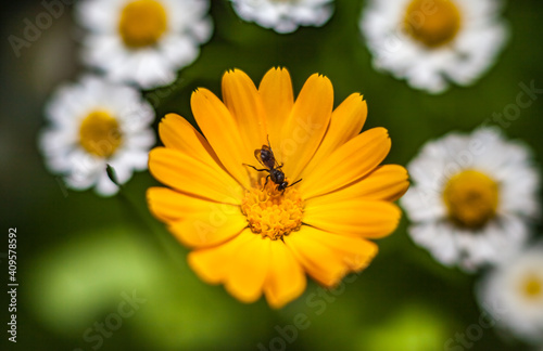 Orange calendula flower with insect closeup