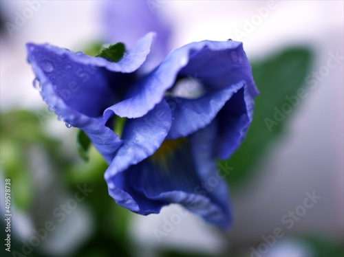 Violet pansy versus viola flower wildpansy in garden and macro image ,lovely flora, purple pansy flowers photo