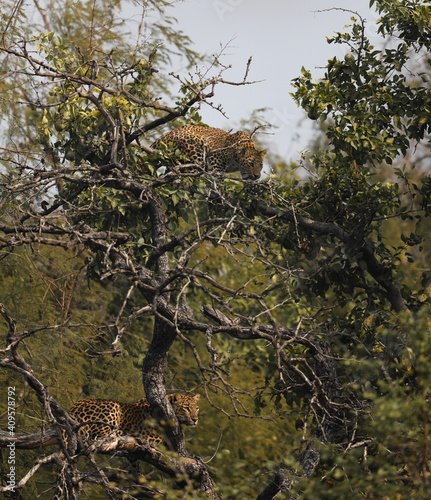 male and female of Indian leopard on tree 