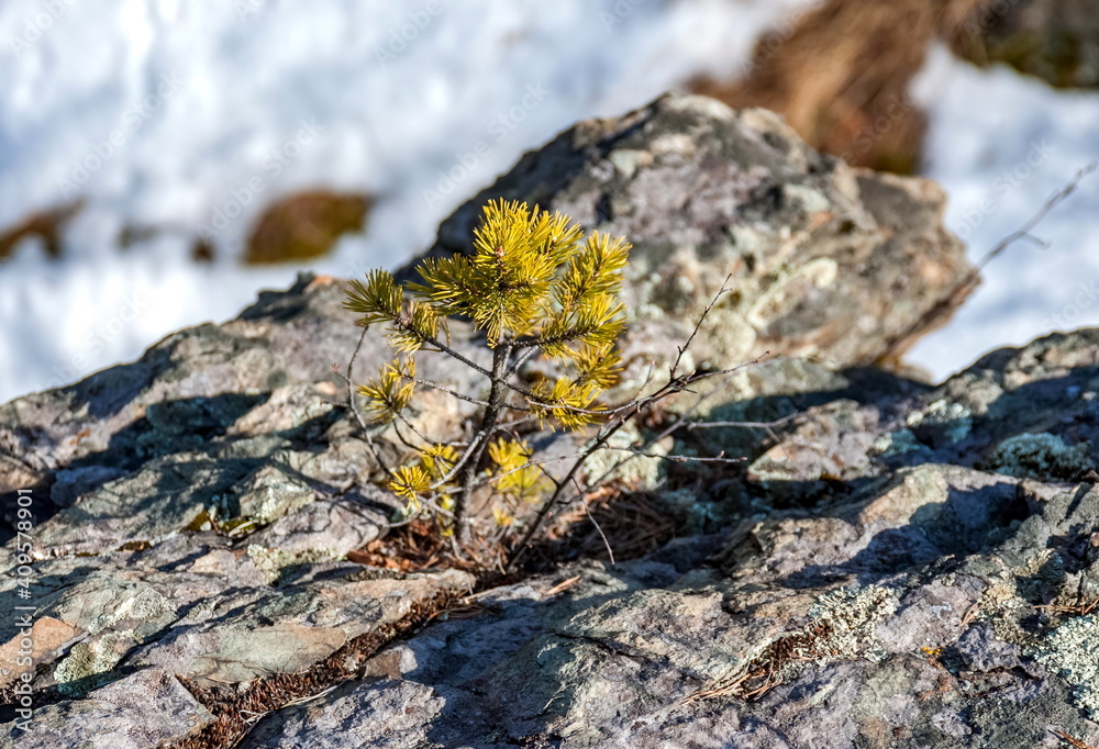 A young sprig of pine on a rock on a background of snow in the spring A young sprig of pine on a rock on a background of snow in the spring