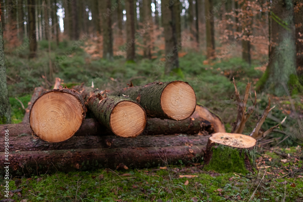 Gestapelte gefällte Baumstämme im Wald (Fortswirtschaft / Holzwirtschaft) mit den Schnittkanten nach vorne - im Hintergrund der Mischwald