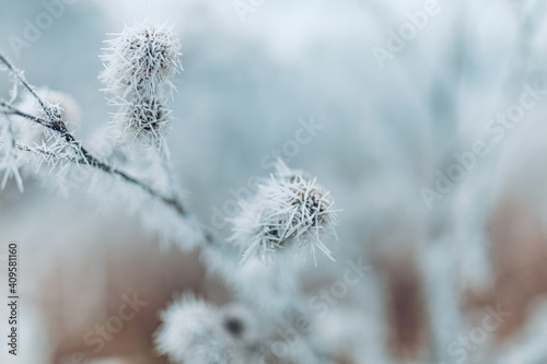 White prickly sharp frosty frost on the branches of trees. Winter day closeup, artistic background. Winter cold frozen nature macro, pastel colors, dramatic natural meadow and floral pattern © icemanphotos