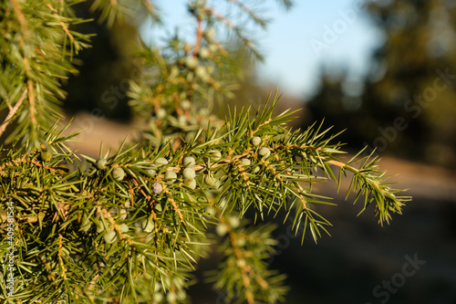 Zweige von Wacholder in einer Landschaft mit Wacholderheide - Gemeiner Wacholder (Lat.: Juniperus communis)