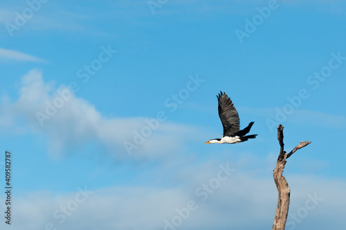 a white cormorant bird was flying to another place  Liquica Timor Leste