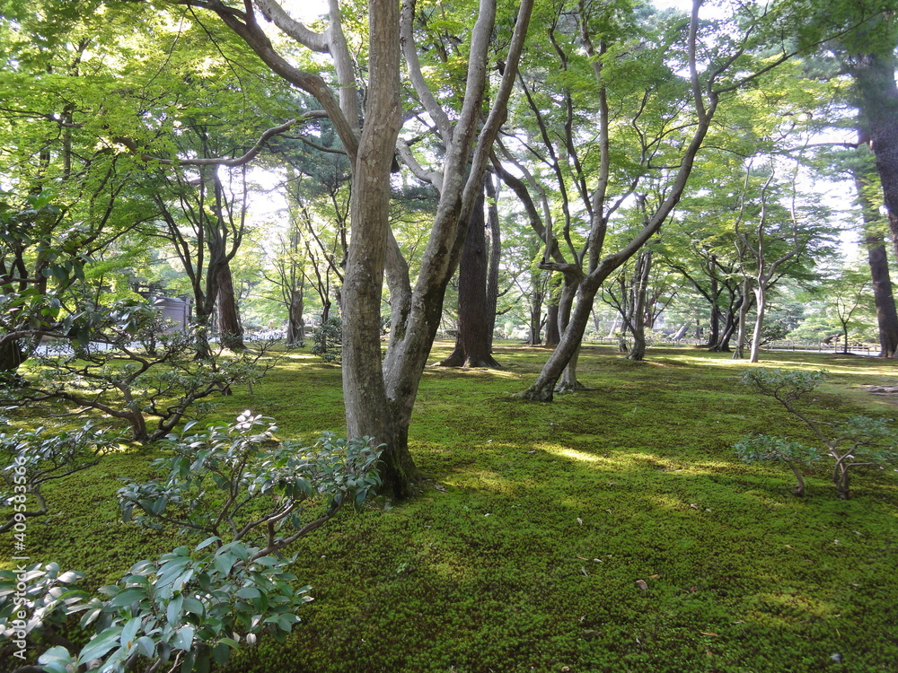 日本の庭の風景