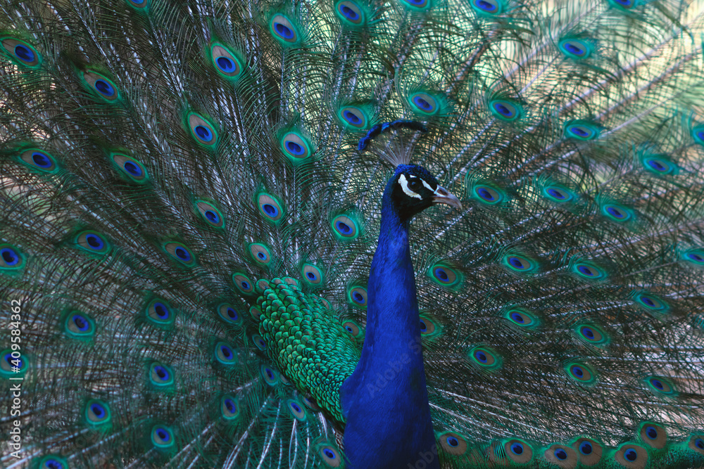 Fototapeta premium Portrait of beautiful peacock with feathers out ( brightly bird).