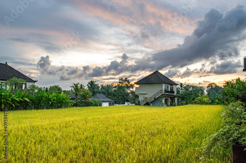 Field and Village in Bali, Indonesia (Sunset)