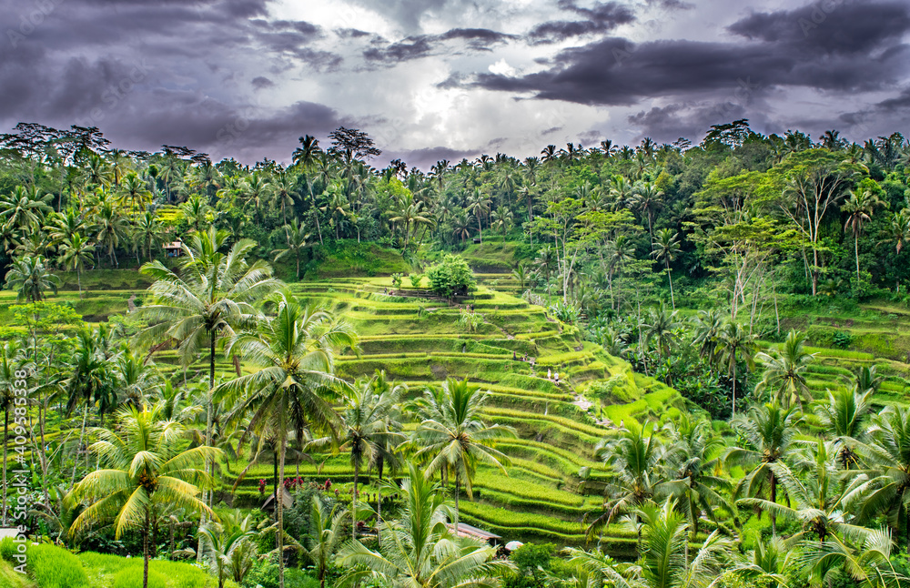 Aerial View of Rice Terrace/ Paddies near Ubud, Indonesia (Island of Bali) Aerial View of Rice Terrace/ Paddies near Ubud, Indonesia (Island of Bali)