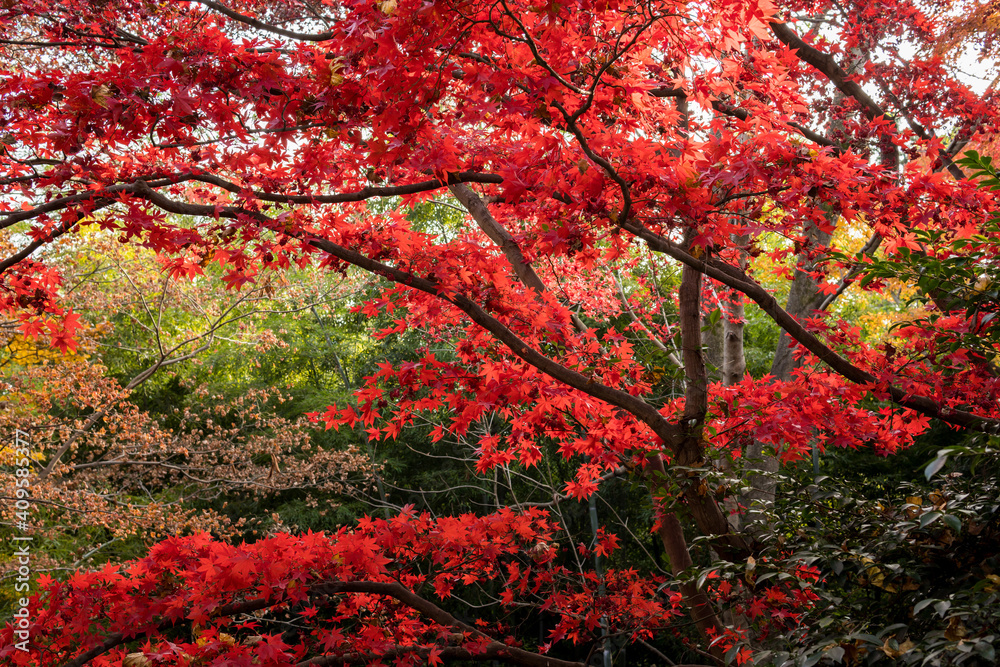 紅葉する木々　栃木県