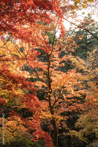 紅葉する木々 栃木県