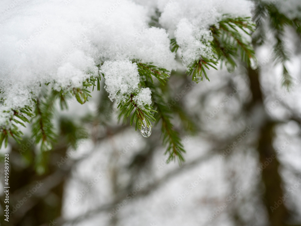 A frozen drop of water hangs on a snow-covered branch of a Christmas tree. Selective Focus A frozen drop of water hangs on a snow-covered branch of a Christmas tree. Selective Focus