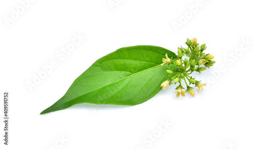 Gymnema inodorum leaf or Gurmar leaf; isolated on white background; tropical herb; Drug treatment for diabetes.Gymnema inodorum (Lour.) Decne.; Green leaves and flowers have medicinal properties.