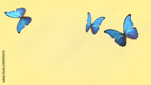 Canvas Print flight of summer blue butterflies