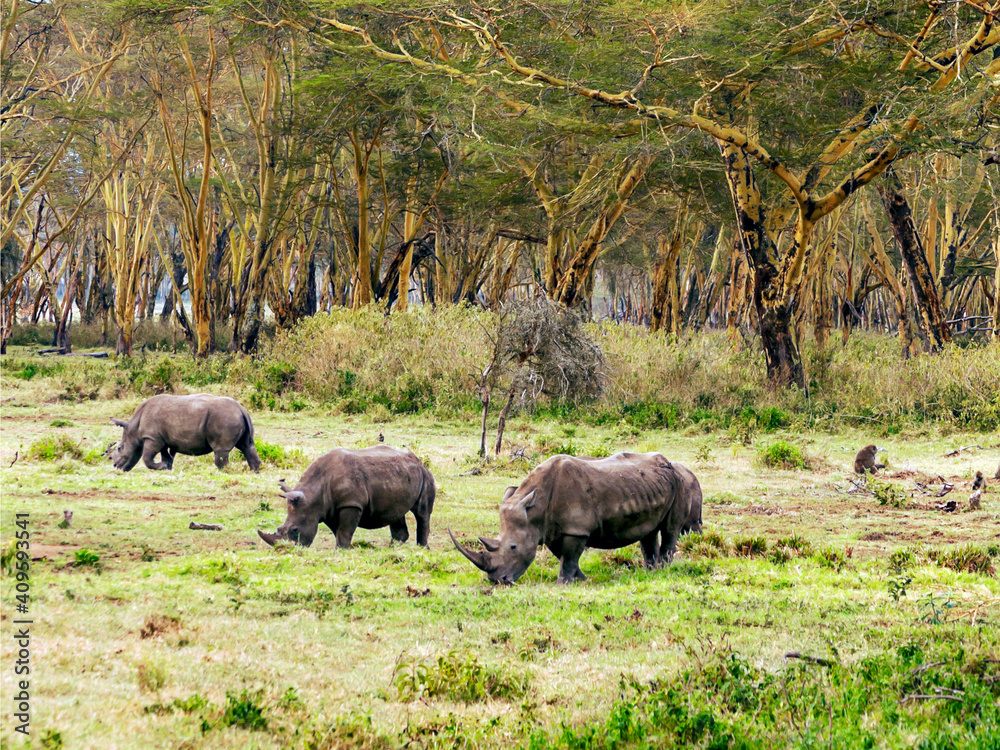 Fototapeta premium African animal