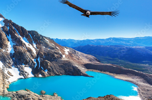 Condor in Patagonia © Galyna Andrushko