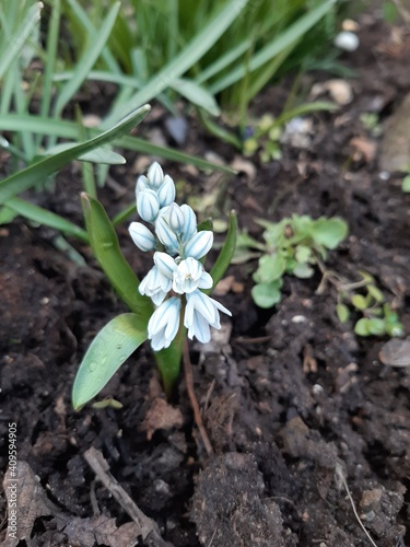Spring flower of Pushkinia