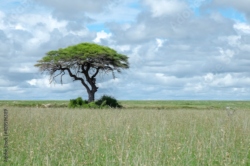 acacia landscape