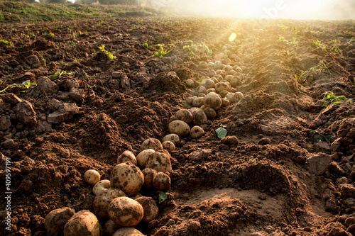Photo Organic potato harvest in the fields.